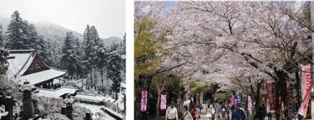【岐阜・揖斐】圧巻の「桜のトンネル」から清々しい新