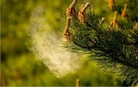 【2026年は花粉が早く飛ぶ？花粉症対策】しももとクリ