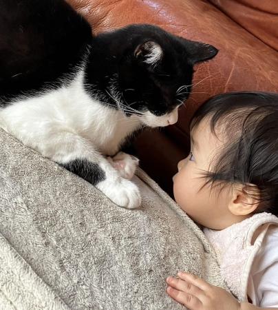 2月22日は「猫の日」。「猫ひっかき病」をご存じutf-8