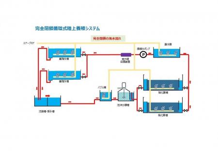 エイムが、人工海水を用いた完全閉鎖循環式陸上養殖シ