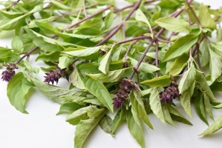 ホーリーバジルエキスに線維芽細胞による線維形成促進 ホーリーバジルエキスに線維芽細胞による線維形成促進