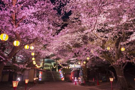 「行く春の花を訪ねる日光路」初春から初夏の心踊る花