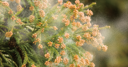 花粉シーズン本格化、コインランドリーによる花粉対策