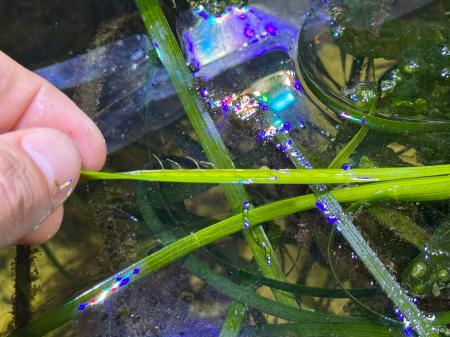 環境移送ベンチャーイノカ、世界初、閉鎖空間内で産地 環境移送ベンチャーイノカ、世界初、閉鎖空間内で産地