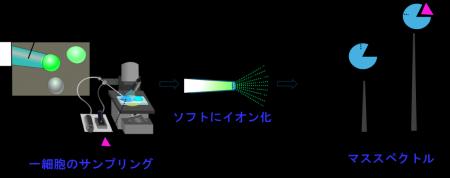 【横浜市立大学】細胞内で形成されたタンパク質―utf-8