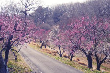 ウメ見頃を迎えました（国営武蔵丘陵森林公園）