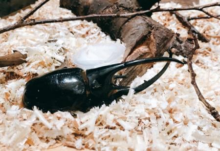 「昆虫」が「引きこもり」の背中を押す。会話不要の居