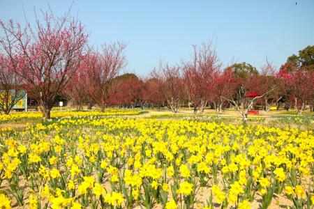 セイヨウスイセン、ウメ見頃【国営海の中道海浜公園】