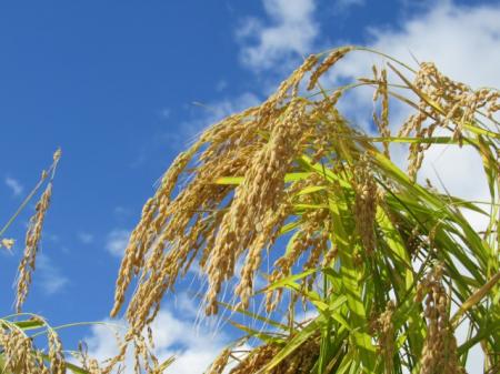 食料を「国家安全保障」の柱に。農業の生産性向上...