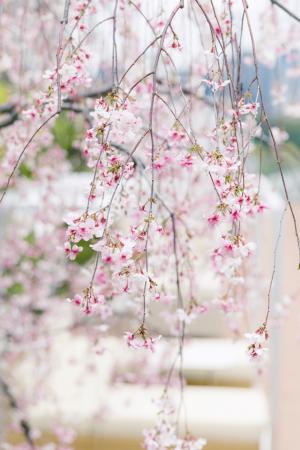 ザ・キタノホテル東京で毎年恒例のさくらラウンジがオ