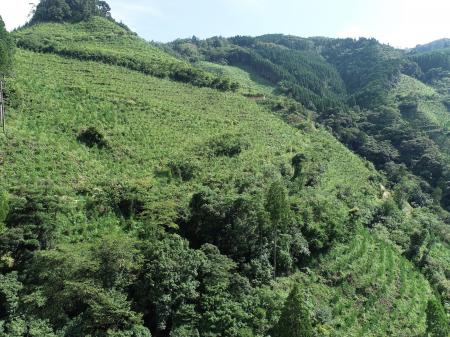 【宮崎県延岡市】森林整備から生まれたJ-クレジットを
