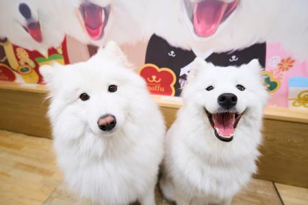 【サモエドカフェmoffu × 17LIVE】渋谷の大型ビジョン