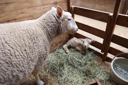 【動物の赤ちゃんニュース】マザー牧場で赤ちゃん羊 