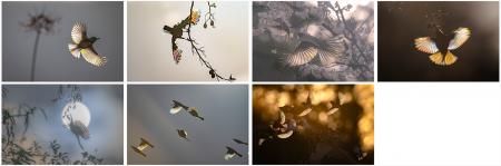 「エプソンフォトグランプリ2025」入賞作品を発表 「エプソンフォトグランプリ2025」入賞作品を発表