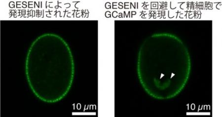 【横浜市立大学】植物の精細胞における目的遺伝utf-8 【横浜市立大学】植物の精細胞における目的遺伝utf-8
