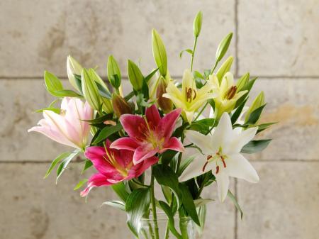 高機能バイオ炭「宙炭」を導入して育てたユリを、栃木 高機能バイオ炭「宙炭」を導入して育てたユリを、栃木