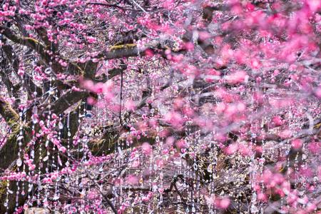 北野天満宮の梅、いよいよ見頃。一足先に春の気配 　