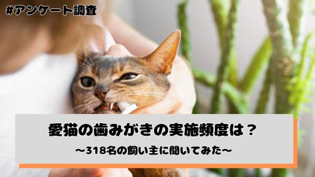 愛猫の歯みがき、実施頻度は「月1～3回程度」「ほとん