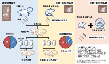 父親の「運動不足」が子どもの性比と生殖成功率に影響