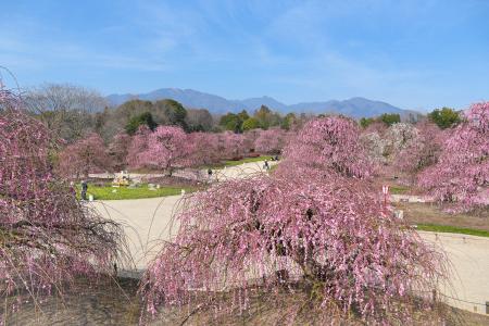 【速報】鈴鹿の森庭園のしだれ梅が間もなく見頃に。夜
