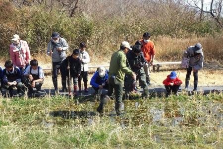 「ニホンアカガエルの卵をさがそう」を開催します（国