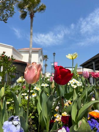 春の訪れをチューリップが彩る 鳥栖プレミアム・アウ