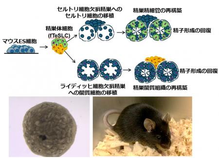 【横浜市立大学】マウス多能性幹細胞から精巣組utf-8