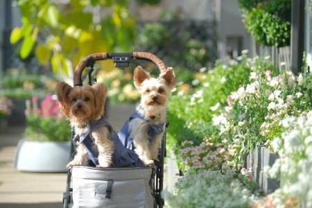 愛犬と花に囲まれ、自然を満喫する『ペットフレンドリ