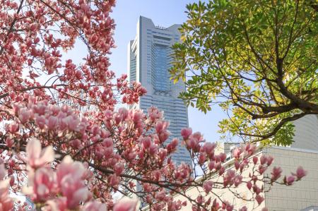 【横浜桜木町ワシントンホテル】「横浜、春の花めぐり 【横浜桜木町ワシントンホテル】「横浜、春の花めぐり