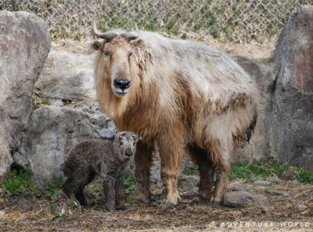 未来へつなぐ、いのちのバトン 7年ぶりにゴールデン 未来へつなぐ、いのちのバトン 7年ぶりにゴールデン