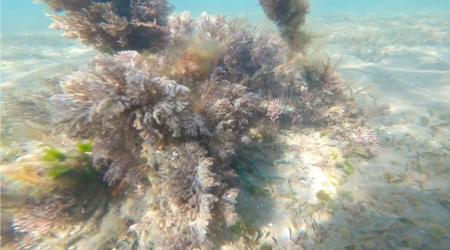 RYODEN、長崎県大村市における「Jブルークレジット」 RYODEN、長崎県大村市における「Jブルークレジット」