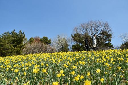 早咲きスイセン　見頃になりました(国営ひたち海浜公