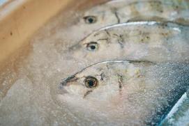 獲れたての美味しさのまま鮮魚をお届け 「高鮮度輸送