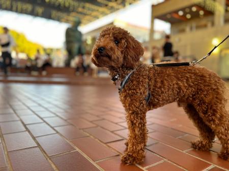 【野外民族博物館リトルワールド】愛犬ともっと身近に