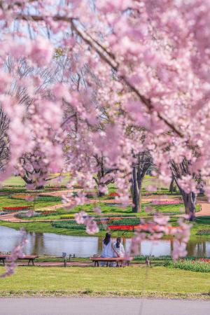 「フラワーフェスティバル2026」を開催します！（国営