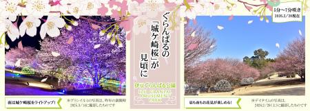 地元が愛する「城ケ崎桜(じょうがさきざくら)」が見頃
