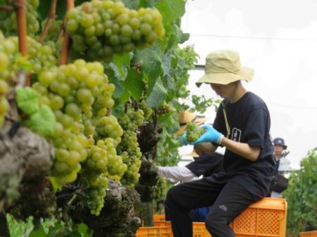 「大量生産」を捨てる老舗の決断。白鶴酒造、神戸...