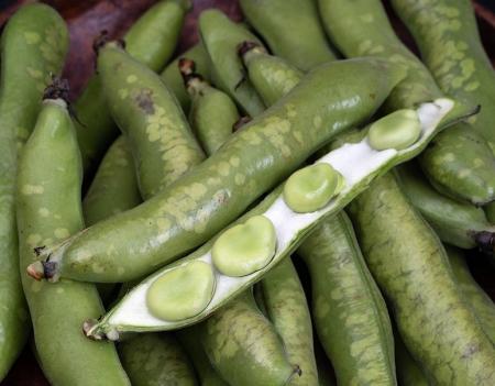 鹿児島県産ちょっと訳あり「しもやけそらまめ」を豊洲