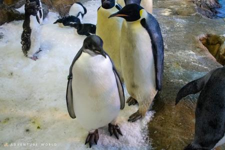 エンペラーペンギンの子ども 初節句を祝う特別セレモ