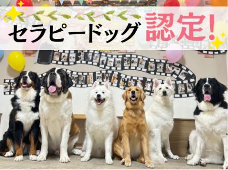全国でも珍しい“大型犬セラピードッグカフェ” !? | 大
