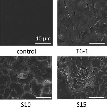 自然界での微生物分解が困難なポリスチレンを分utf-8 自然界での微生物分解が困難なポリスチレンを分utf-8