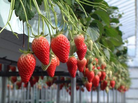 ららぽーと甲子園で「いちご物産展フェア」を3月7日・ ららぽーと甲子園で「いちご物産展フェア」を3月7日・