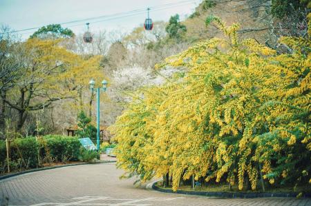 早春の人気のロケーション「ミモザのある風景」が例年
