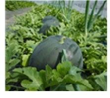 北海道当麻町「地域おこし協力隊募集業務」受託に関す 北海道当麻町「地域おこし協力隊募集業務」受託に関す