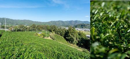 【デュシタニ京都】茶葉のみを使った新たな喫煙体験「