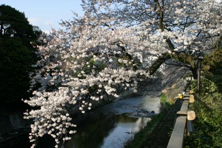 伊東市のソメイヨシノが見頃へ　市内3カ所の桜名utf-8