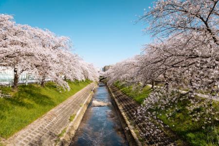 【ノボテル奈良】“泊まれる桜スポット”誕生。館内全体