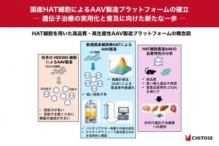 国産HAT細胞によるAAV製造プラットフォームの確立