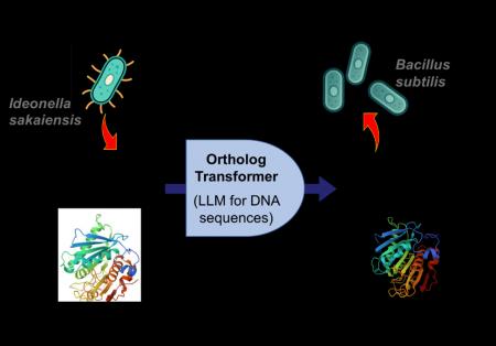 DNA言語に対する生成AI基盤モデルを開発　オーソutf-8