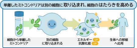 ミトコンドリアが細胞に取り込まれるメカニズムを解明
